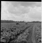 Tractors on tobacco field 